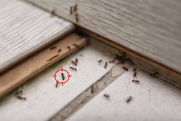 Best Flea Control Services  in Davison, MI