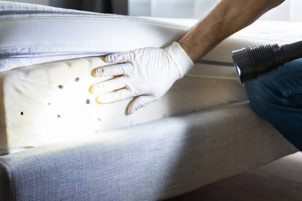 Best Rat Extermination Near Me  in Davison, MI
