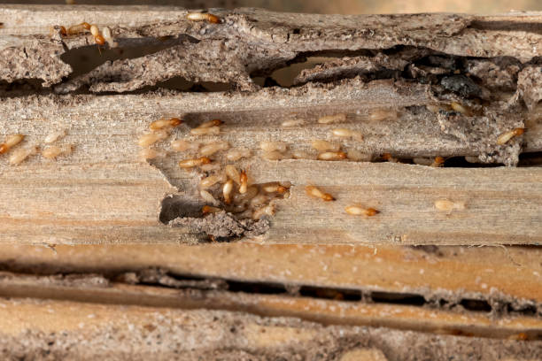 Best Ant Control Services  in Davison, MI